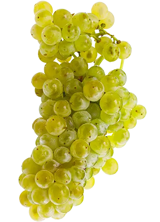 uva garnacha blanca
